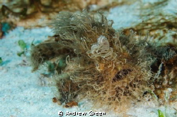 Recognise me? Hairy Frogfish on Evo Reef, Malapscua. by Andrew Green 